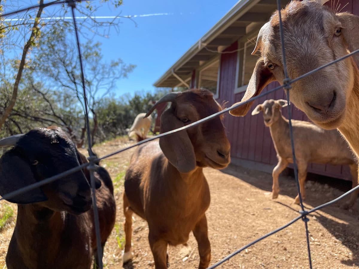 close up of three goats