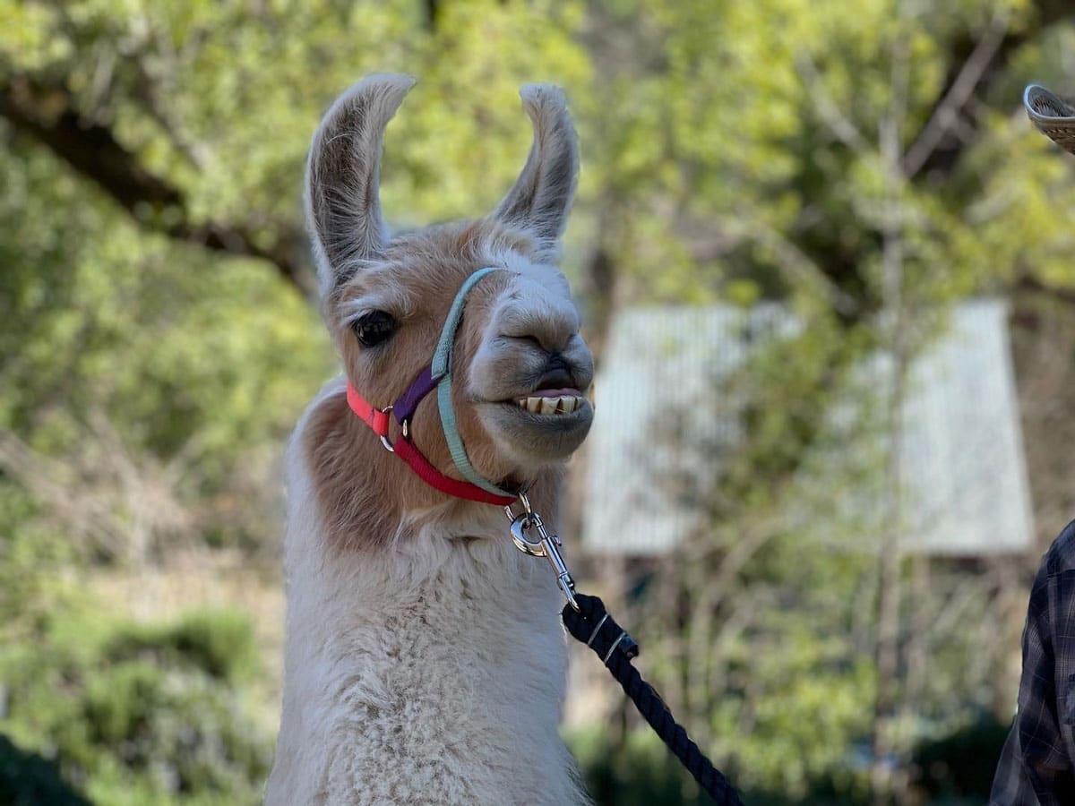 headshot of a llama