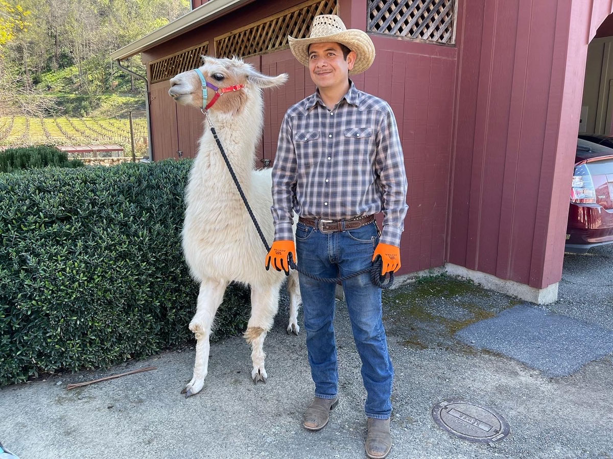 young man with a llama by the reigns