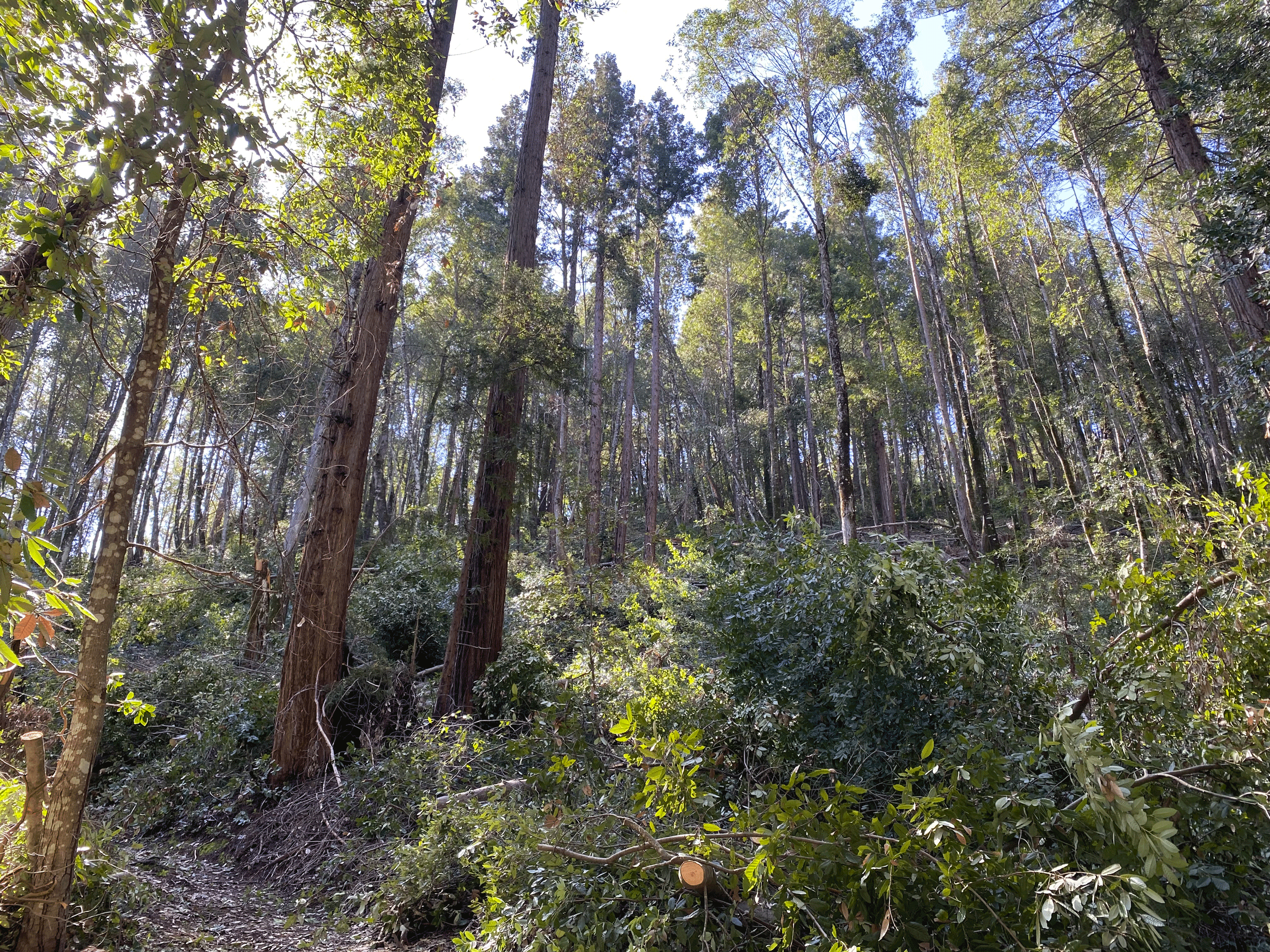 Reducing Hazardous Fuel Loads for Forest Health & Wildfire Risk Reduction