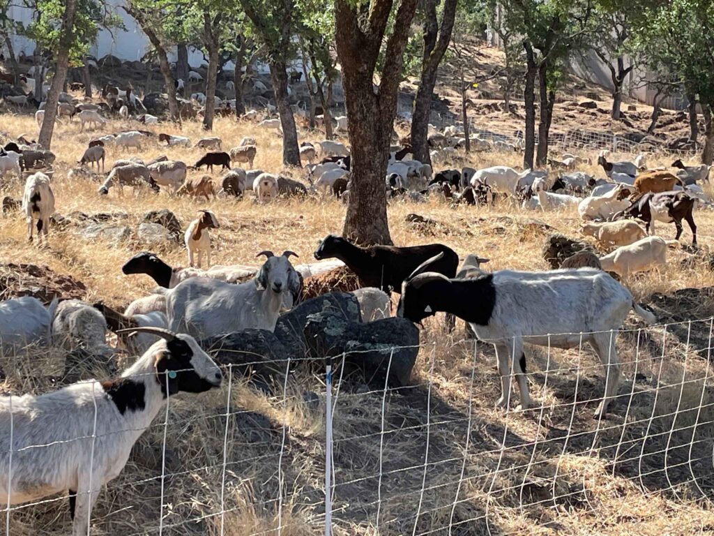 A herd of goats is used to clear hillside brush to reduce fire risk for nearby homes.