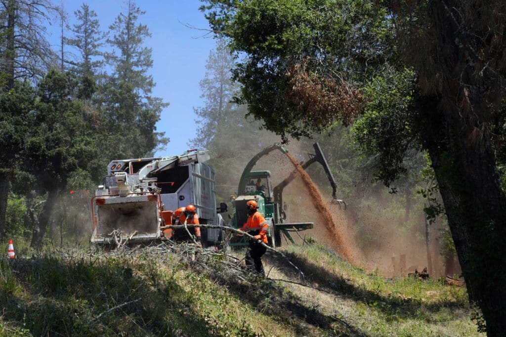 chipping crews work alongside the road in Angwin, thinning potential wildfire fuels