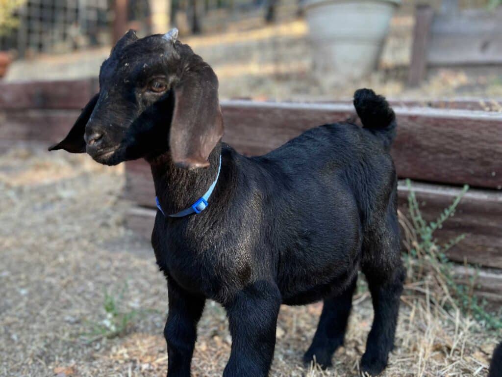 baby male goat