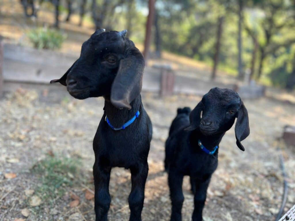 two baby black goats with blue collars