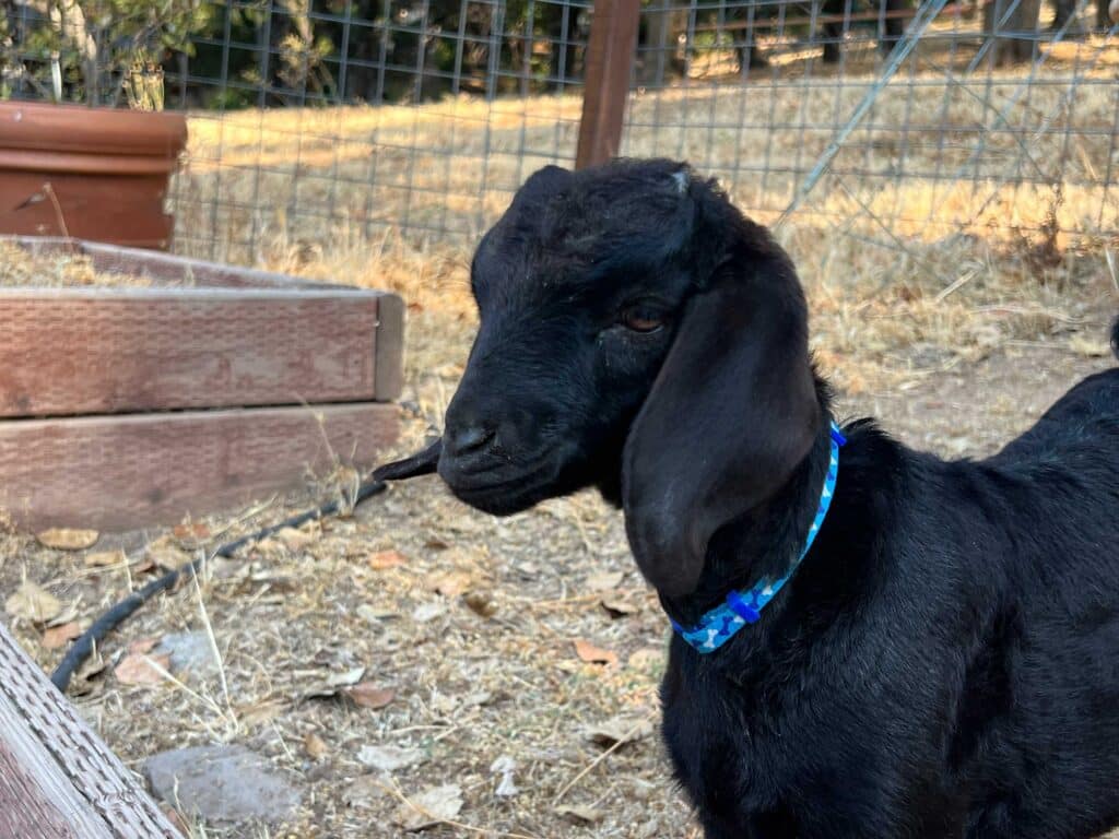 baby female goat