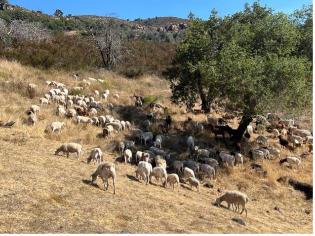 sheep eating in dry pasture