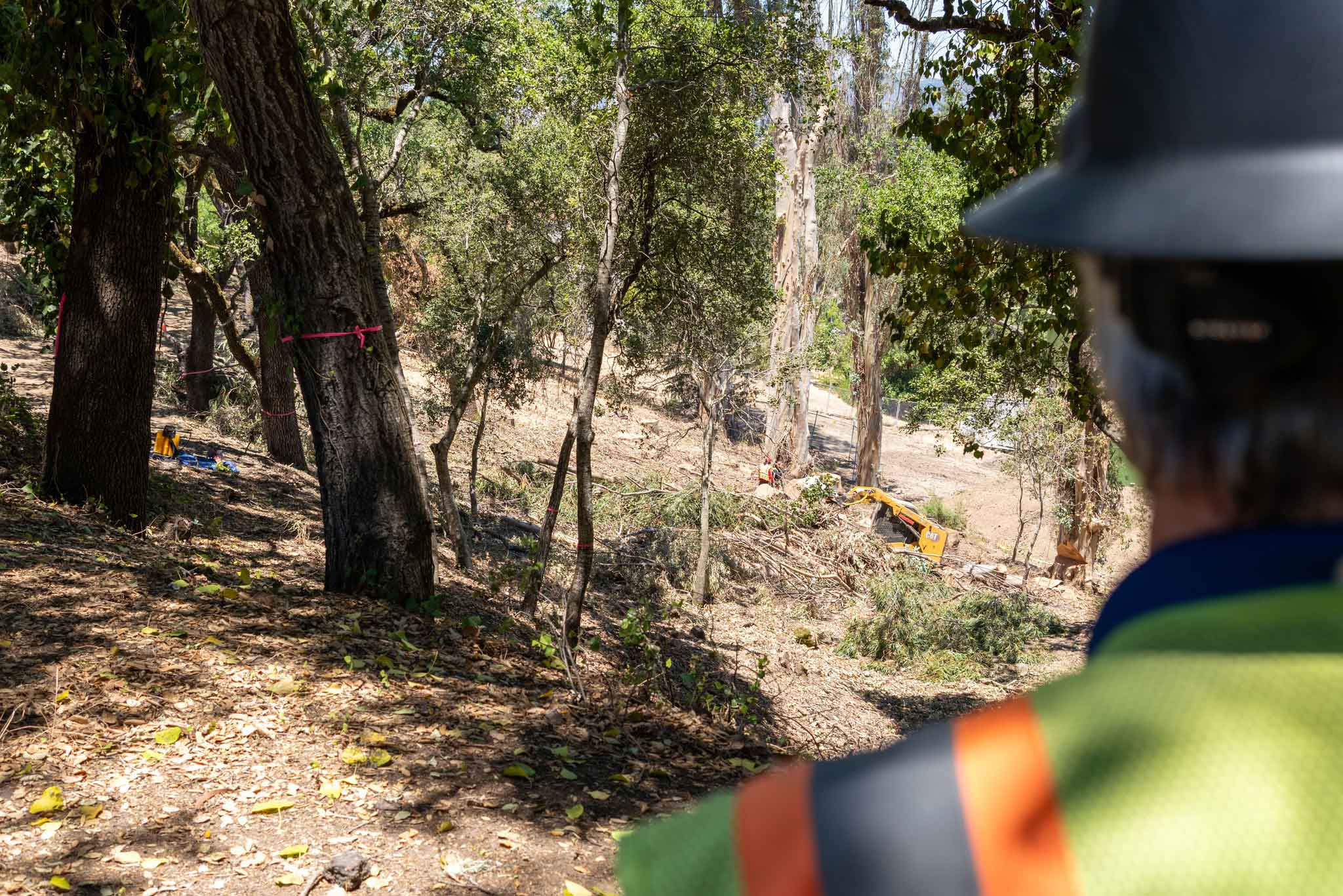over-the-shoulder view of a forest from a forestry worker perspective