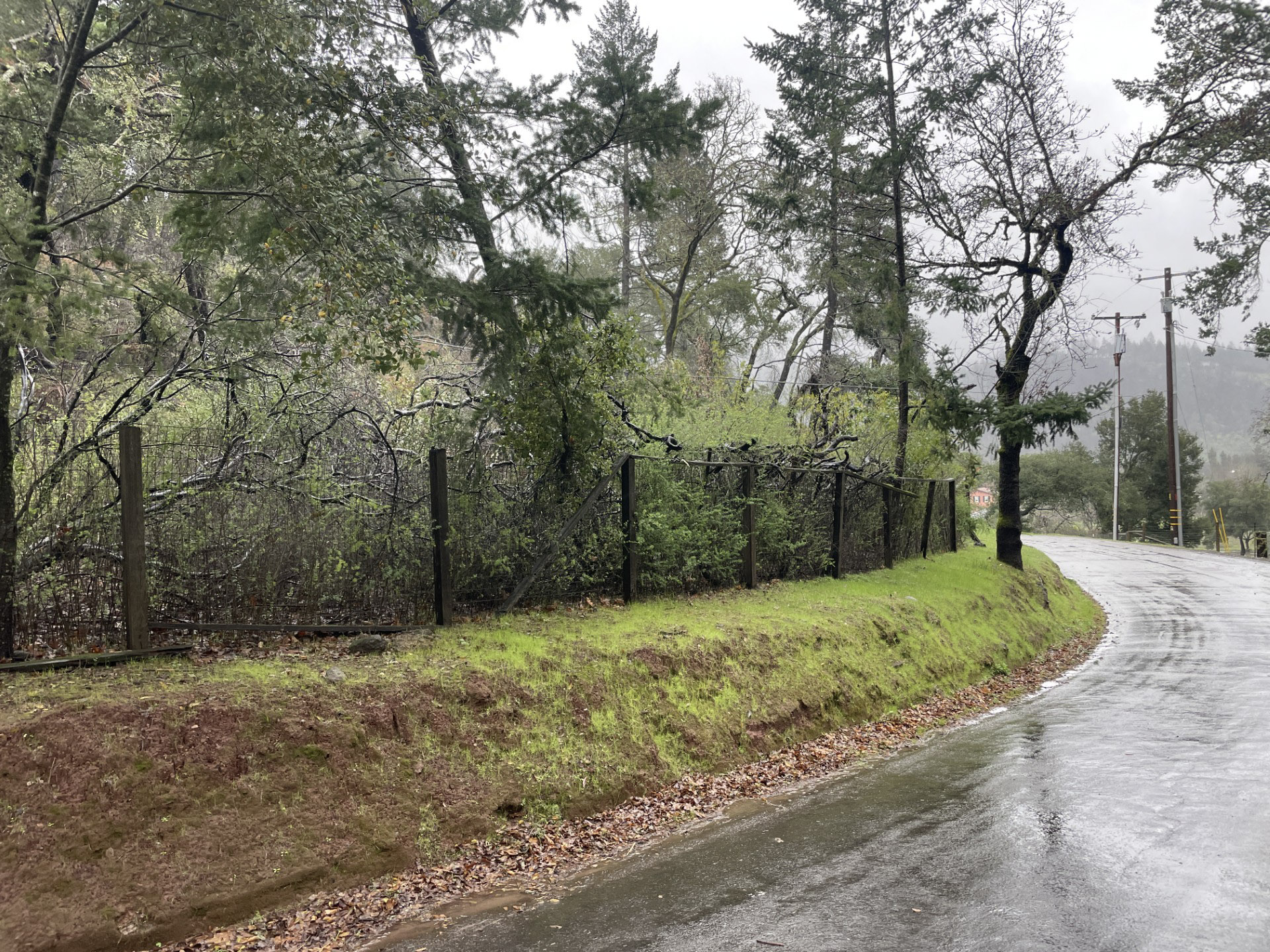 rain soaked road with heavy green brush behind