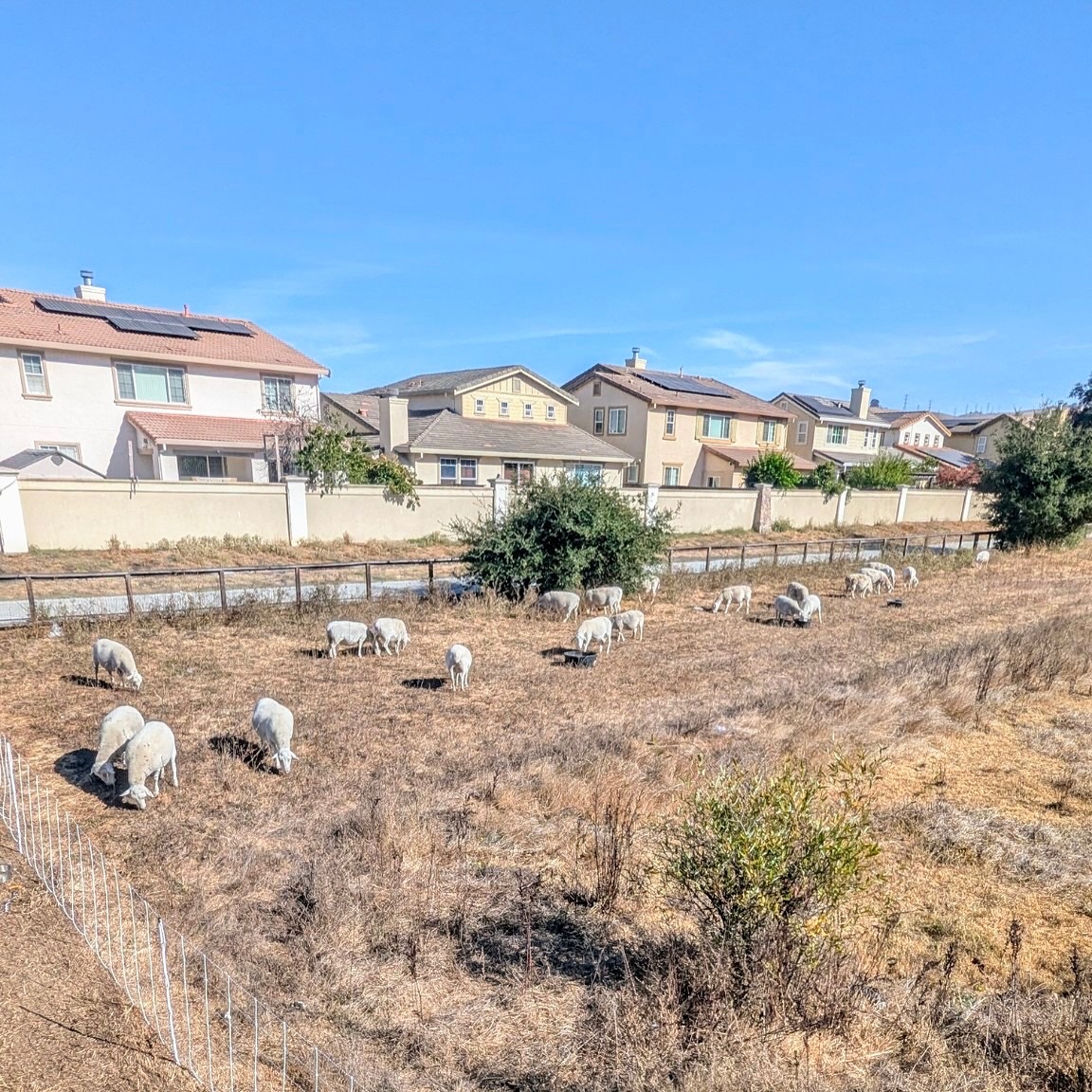 American Canyon Grazing