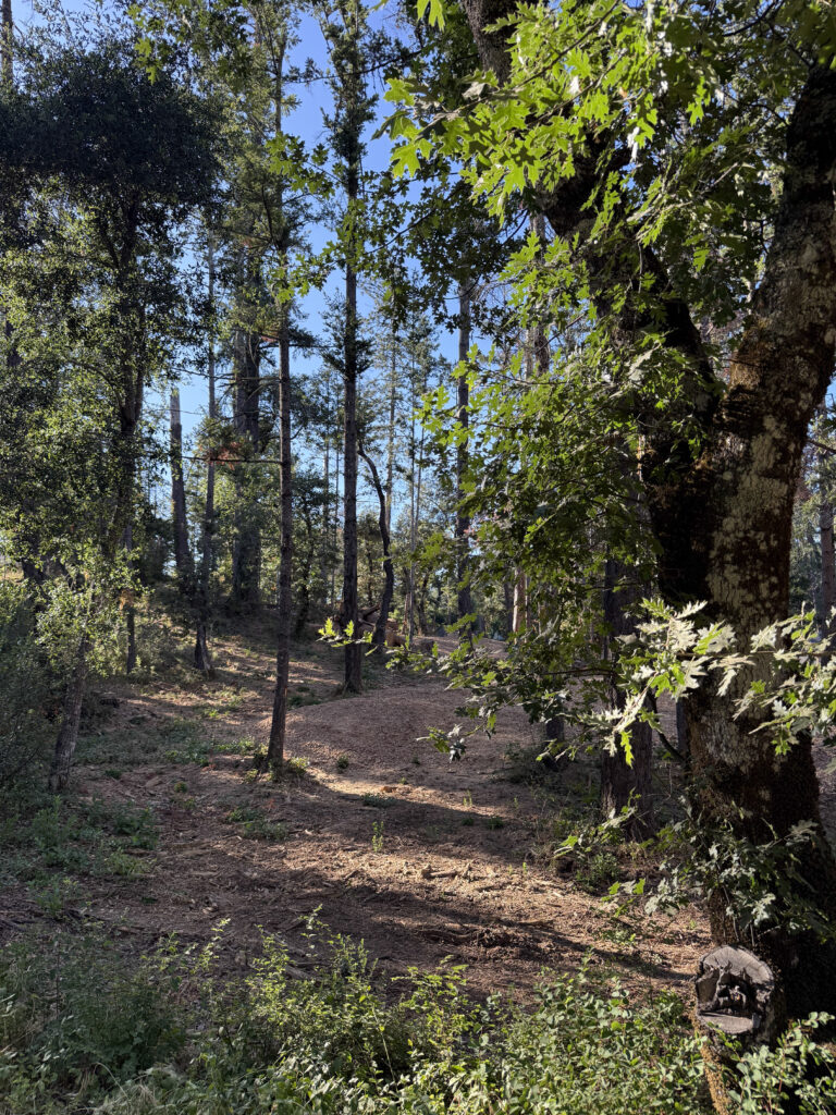 Angwin WUI Hazardous Fuel Reduction