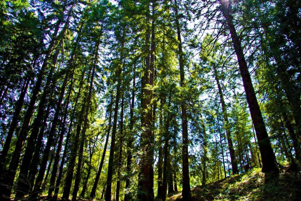 CAL FIRE Forest Health: Napa Veteran’s Home/Lighthouse for the Blind & Beyond