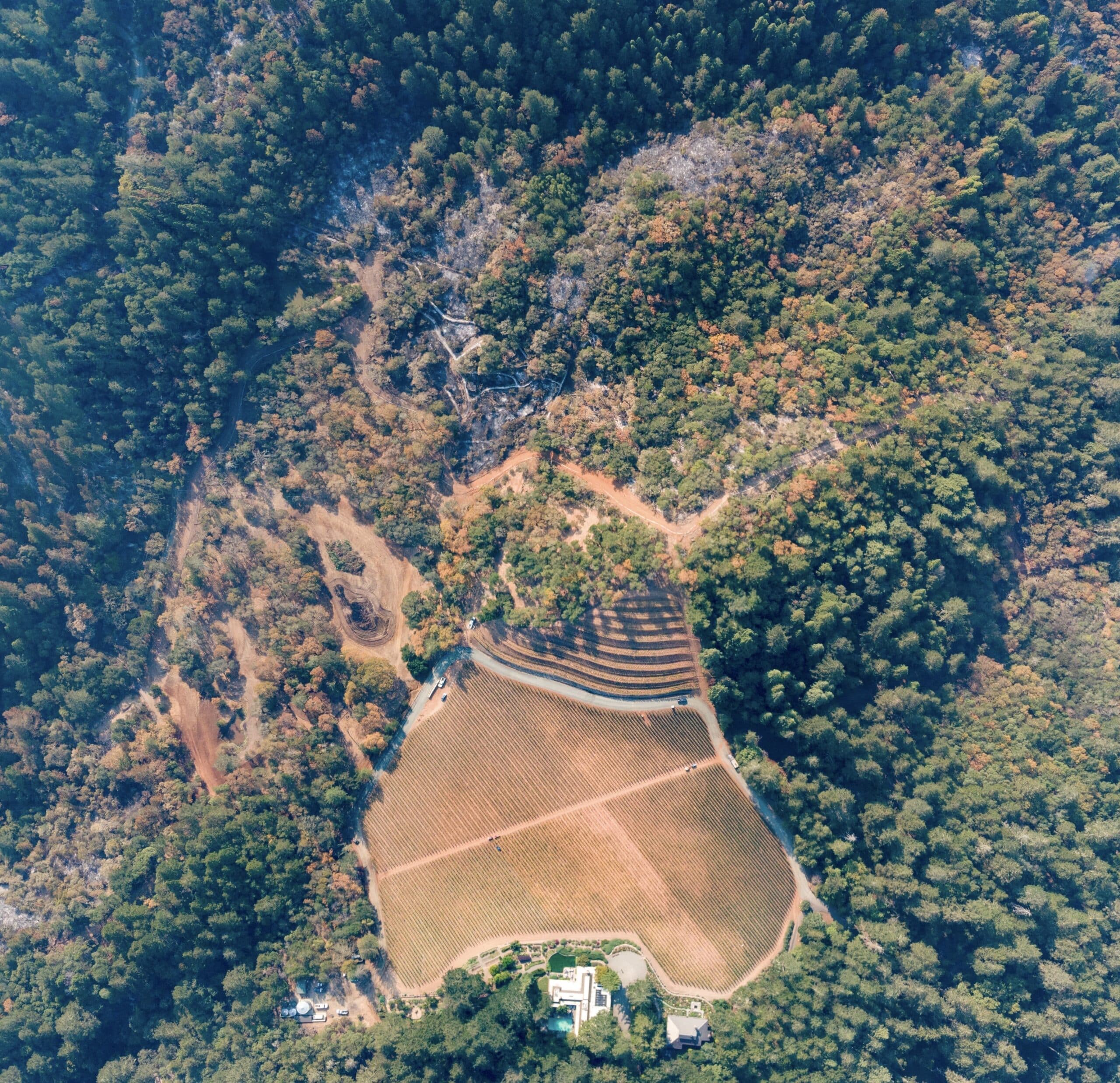Aerial view of a managed vineyard and treated defensible space carved into forested hillside in Napa Valley