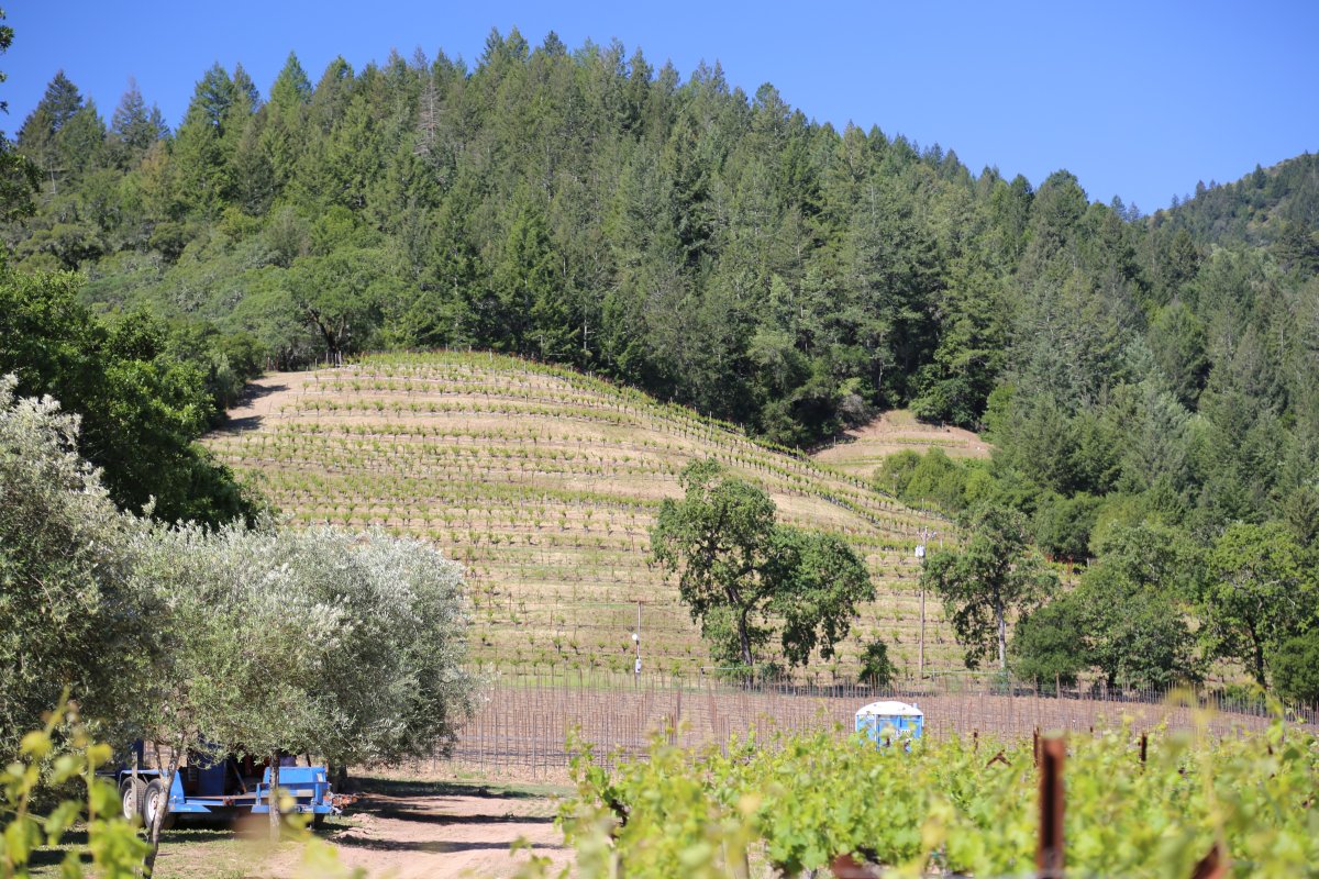 Schlein Vineyard Oakville